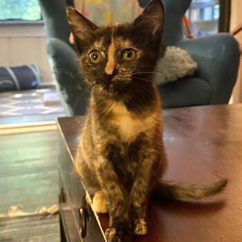 Azari -  Domestic Short Hair Cat for Adoption in Roswell, Georgia - Azari | PetCurious