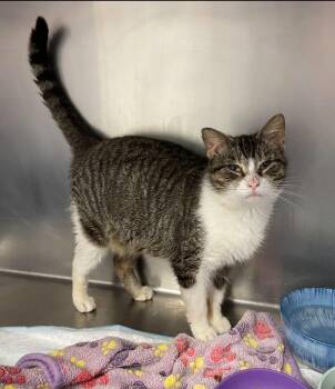 Domestic Short Hair Cats Available for Adoption in Ontario, Ohio - Roo | PetCurious