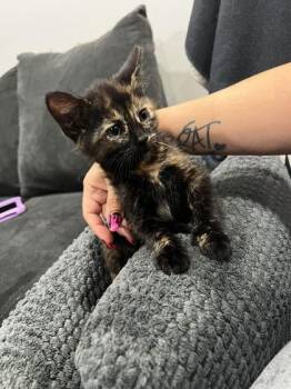 Dulce -  Domestic Short Hair Cat for Adoption in Hobart, Indiana - Dulce | PetCurious