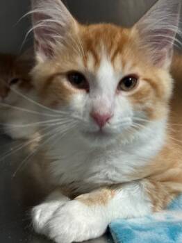 Hartwell -  Domestic Medium Hair Cat Available for Adoption in Cumming, Georgia - Hartwell | PetCurious