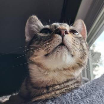 Mark -  Domestic Short Hair Cat for Adoption in Pittsburgh, Pennsylvania - Mark | PetCurious