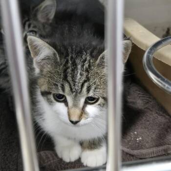 Clover C12031 -  Domestic Short Hair Cat for Adoption - Clover C12031 | PetCurious