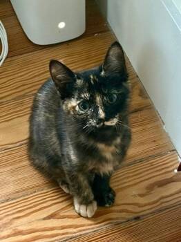 Hazel -  Domestic Short Hair Cat Available for Adoption in San Antonio, Texas - Hazel | PetCurious
