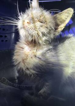 Domestic Short Hair Cats Available for Adoption - HANK | PetCurious