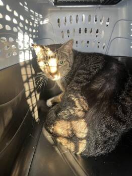 JORDAN -  Domestic Short Hair Cat for Adoption in Palmetto, Florida - JORDAN | PetCurious