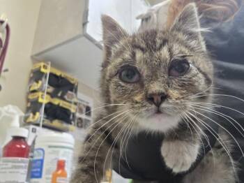 Crumb Cake -  Domestic Short Hair Cat for Adoption in Portland, Oregon - Crumb Cake | PetCurious