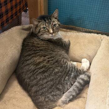 Daisy Mae -  Domestic Short Hair Cat for Adoption in Wappingers Falls, New York - Daisy Mae | PetCurious