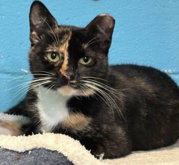 Rescue Domestic Short Hair Cats for Adoption in Long Beach, New York - Delilah | PetCurious