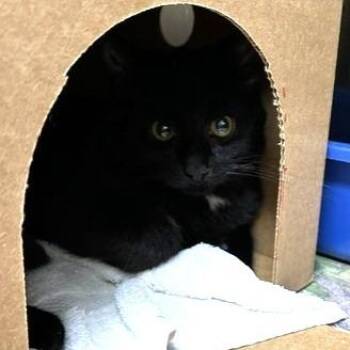 Marley -  Domestic Short Hair Cat for Adoption - Marley | PetCurious