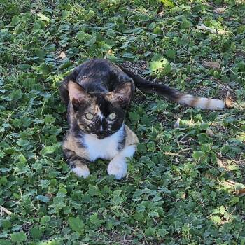 Rescue Domestic Short Hair Cats for Adoption in Tempe, Arizona - Snickers | PetCurious
