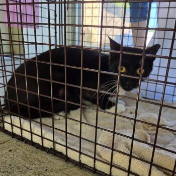 Felix-WC -  Domestic Short Hair Cat Available for Adoption in Walker, Michigan - Felix-WC | PetCurious