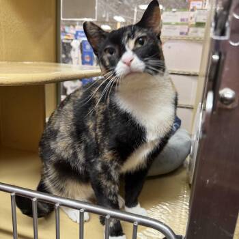 Adeline -  Calico Cat for Adoption in Bell Gardens, California - Adeline | PetCurious