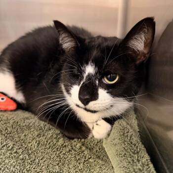 Phoebe -  Domestic Short Hair and Mixed Breed Cat for Adoption in Indianapolis, Indiana - Phoebe | PetCurious
