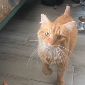 Domestic Medium Hair Cats Available for Adoption in Gainesville, Florida - Gingy | PetCurious