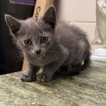 Mishka 9044 -  Domestic Short Hair Cat for Adoption in Hamilton, Georgia - Mishka 9044 | PetCurious