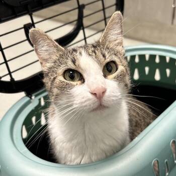 Bean -  Domestic Short Hair Cat for Adoption in Abilene, Texas - Bean | PetCurious
