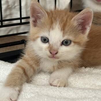 John -  Domestic Short Hair Cat for Adoption in Lynchburg, Virginia - John | PetCurious