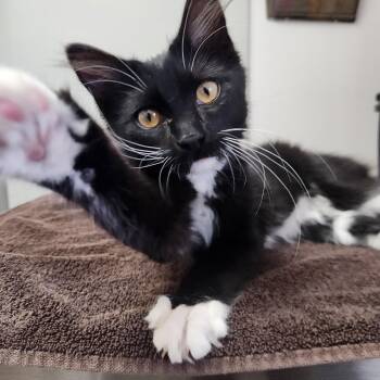 Domestic Long Hair Cats Available for Adoption in Buena Vista, Colorado - Mittens | PetCurious