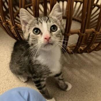 Louie -  Domestic Short Hair Cat for Adoption in Potomac, Maryland - Louie | PetCurious