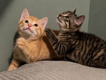 Sugar & Spice - Bonded Sisters -  Domestic Short Hair Cat for Adoption in Farmington, Minnesota - Sugar & Spice - Bonded Sisters | PetCurious
