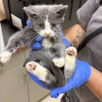 Montgomery -  Domestic Short Hair Cat for Adoption in Columbus, Georgia - Montgomery | PetCurious