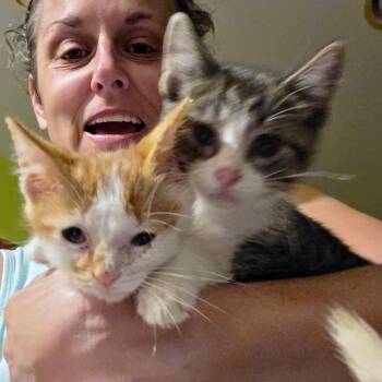 Pawlo and Purrcy -  Domestic Short Hair Cat for Adoption - Pawlo And Purrcy | PetCurious