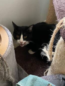 Aubrey -  Domestic Short Hair Cat for Adoption in Cary, North Carolina - Aubrey | PetCurious