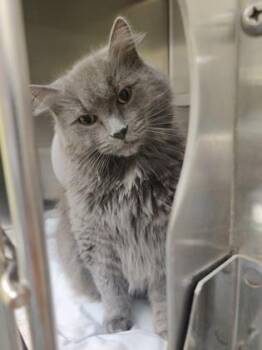 Summer Haze -  Domestic Long Hair Cat for Adoption in Richmond, Virginia - Summer Haze | PetCurious