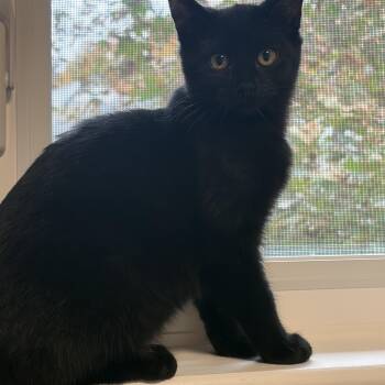 Sabrina -  Domestic Short Hair Cat for Adoption in Ottawa, Ontario - Sabrina | PetCurious