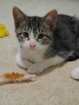 Domestic Short Hair Cats Available for Adoption in Wheaton, Illinois - Cygnet | PetCurious