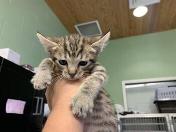 Domestic Short Hair Cats Available for Adoption in Grand Prairie, Texas - NIX | PetCurious