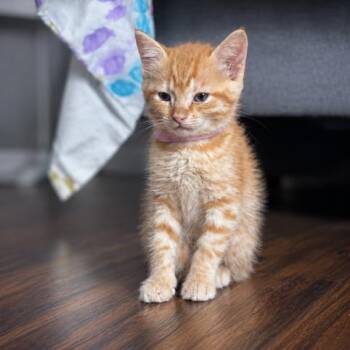 Moxie Monroe -  Domestic Short Hair Cat for Adoption in Fredericksburg, Virginia - Moxie Monroe | PetCurious