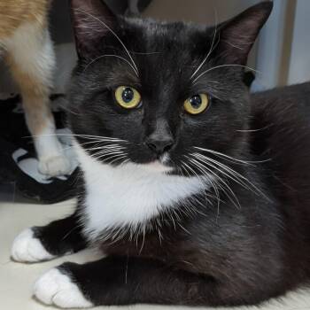 Barnaby- Bonded with Baxter -  Domestic Short Hair Cat for Adoption in West Jefferson, Ohio - Barnaby- Bonded With Baxter | PetCurious