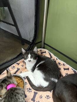 Rescue Domestic Short Hair Cats for Adoption in Aiea, Hawaii - Mona Lisa | PetCurious