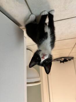 Domestic Medium Hair Cats Available for Adoption - LUIS | PetCurious