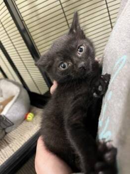 Barrington -  American Shorthair Cat for Adoption in Cashiers, North Carolina - Barrington | PetCurious