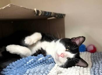 Tuxedo -  Domestic Short Hair Cat for Adoption in Bloomington, Indiana - Tuxedo | PetCurious