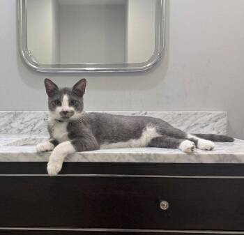 Martini - KITTEN in foster -  Domestic Short Hair Cat for Adoption in Alexandria, Virginia - Martini - KITTEN In Foster | PetCurious