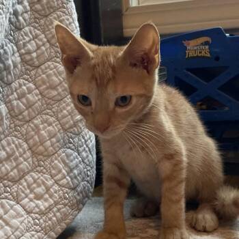 Styx -  Domestic Short Hair Cat for Adoption in Candler, North Carolina - Styx | PetCurious
