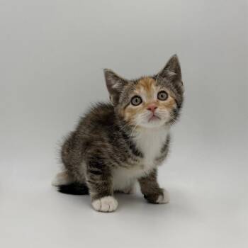Barrel -  Domestic Short Hair Cat for Adoption in State College, Pennsylvania - Barrel | PetCurious