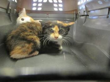 Domestic Short Hair Cats Available for Adoption in Ocala, Florida - A381862 | PetCurious