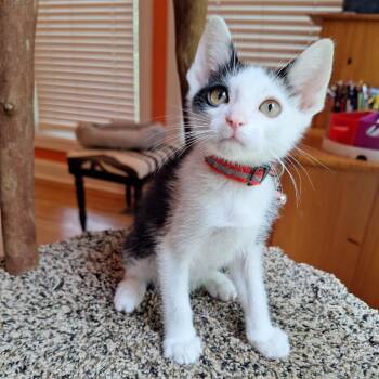 Domestic Short Hair Cats Available for Adoption in Brownsboro, Alabama - Sambal | PetCurious