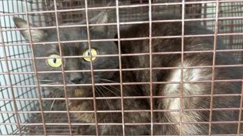 Domestic Short Hair Cats Available for Adoption - A651415 | PetCurious