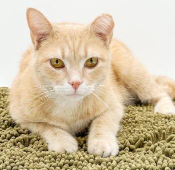 Tabby Cats Available for Adoption - Zira Is WOW Special AND WOW Sweet!  VIDEO Of This THERAPY Sweet  | PetCurious