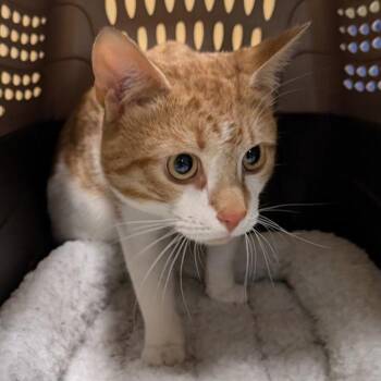 Domestic Short Hair Cats Available for Adoption in Baltimore, Maryland - Buddy The Breakout Star | PetCurious