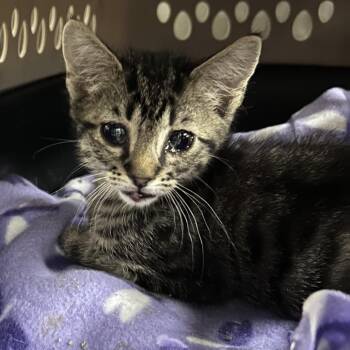 Eris -  Domestic Short Hair Cat for Adoption in Greenville, South Carolina - Eris | PetCurious