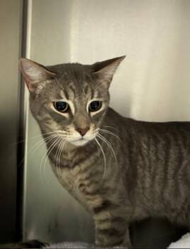 Tabby Cats Available for Adoption - Apollo - Bonded Pair | PetCurious