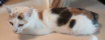 Ambrosia -  Manx and Calico Cat for Adoption in Red Bank, New Jersey - Ambrosia | PetCurious