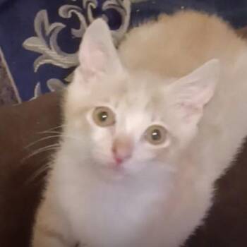 Jayden -  American Shorthair Cat for Adoption in Johnstown, Pennsylvania - Jayden | PetCurious
