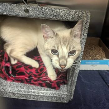 Vocalist -  Domestic Short Hair Cat for Adoption in Charlottesville, Virginia - Vocalist | PetCurious